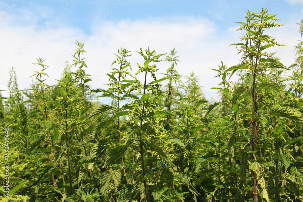 Stinging nettle (urtica dioica) blooms in nature Stinging nettle (urtica dioica) blooms in nature