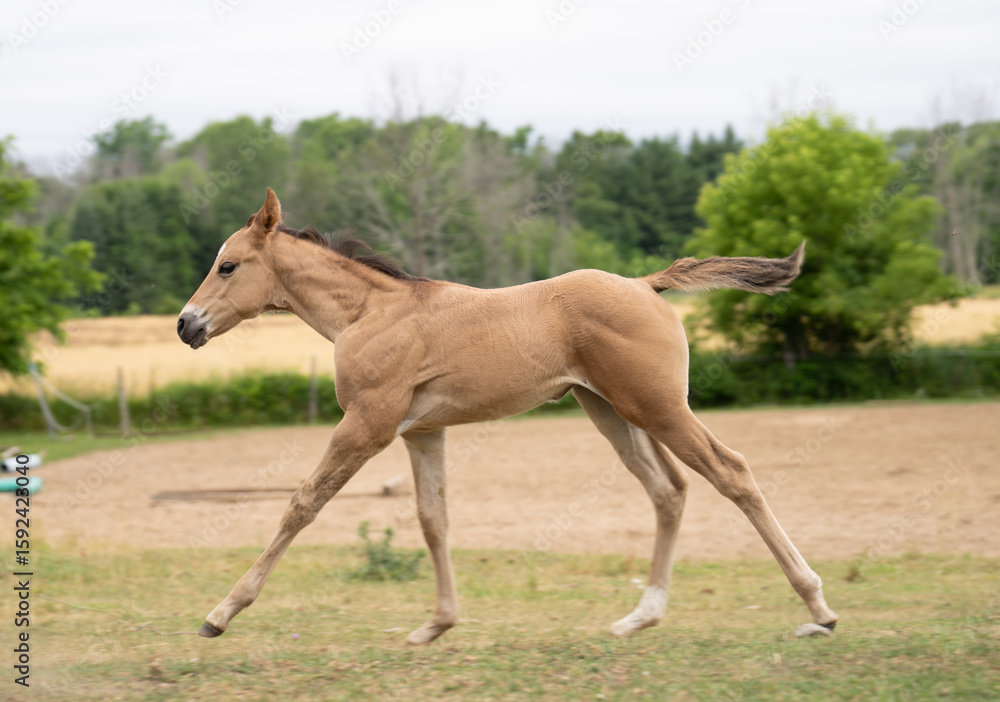 Fototapeta premium foal colt filly or young baby horse cantering or running in a pasture paddock buckskin or dun in color animal mammal outdoors on rural farm in Ontario Canada summertime trees in background horizontal
