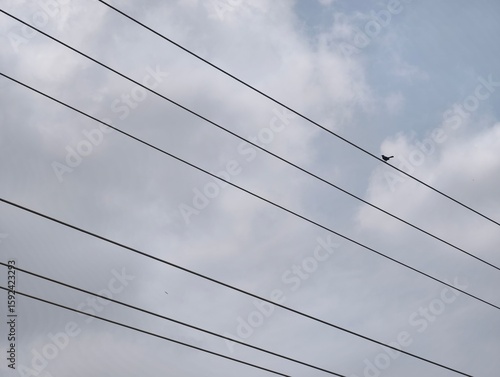 Wallpaper Mural Bird perched on power lines stock photo against cloudy sky perfect for nature and urban scenes use cases Torontodigital.ca