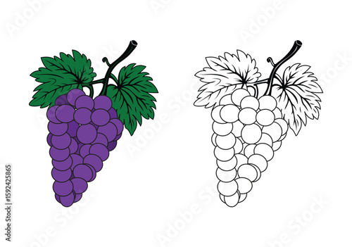 Minimalist black and white vector illustration doodle of purple grape vine ripe grapes leaves and tree branches simple one line art for coloring book art projects children artbook and creative designs