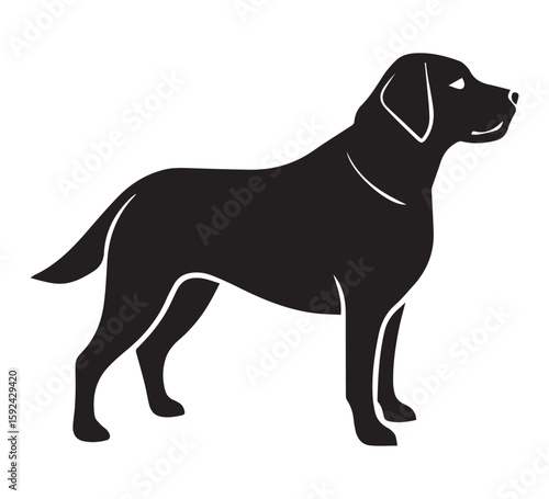 Labrador Silhouette: A sleek, black labrador silhouette showcases the breed's graceful profile, a timeless image of canine companionship.