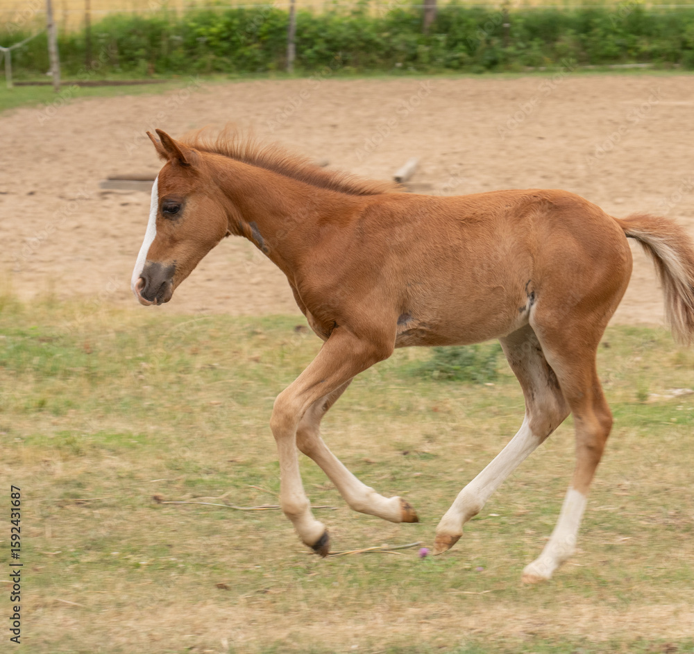 foal colt filly or young baby horse cantering or running in a pasture paddock or field chestnut with white blaze on face and white socks on legs animal mammal outdoors on rural farm in Ontario Canada foal colt filly or young baby horse cantering or running in a pasture paddock or field chestnut with white blaze on face and white socks on legs animal mammal outdoors on rural farm in Ontario Canada