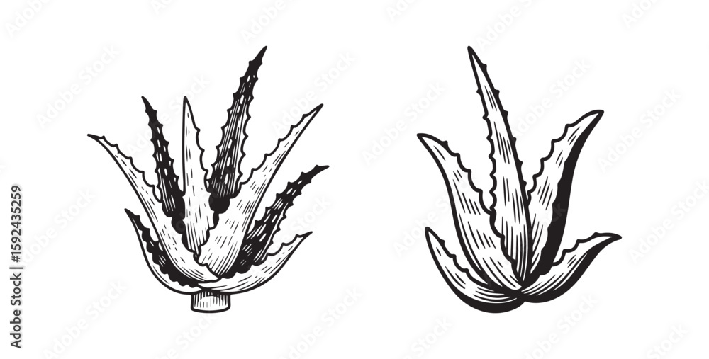 Obraz premium Continuous Hand Drawing of Vector Aloe Vera
