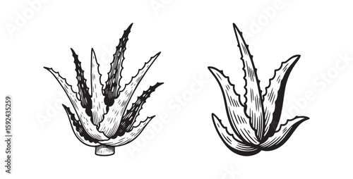 Continuous Hand Drawing of Vector Aloe Vera
