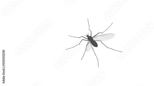 mosquito png