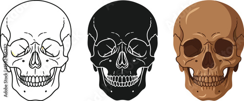 Three stylized skull illustrations showcase different artistic styles, including line art, silhouette, and a detailed brown rendering, perfect for Halloween or gothic themes.