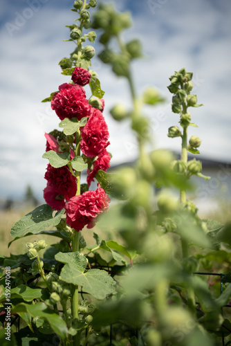 Photos Bright red hollyhocks flourish in a sunny garden, showcasing vibrant blooms agai