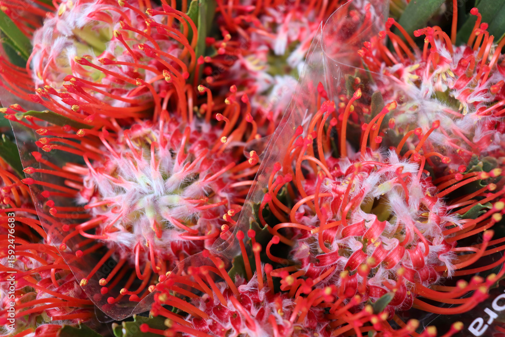 Protea flowers in a bouquet Protea flowers in a bouquet