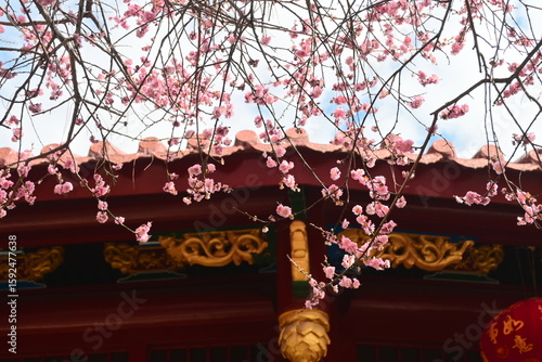 cherry blossoms in Chinese temples