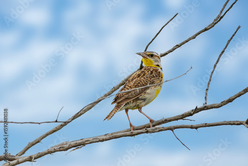 Western Meadowlark
