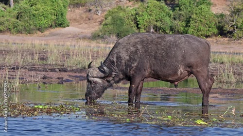 African buffalo (Syncerus caffer) feeding at Chobe River, Chobe National Park, Botswana, Africa