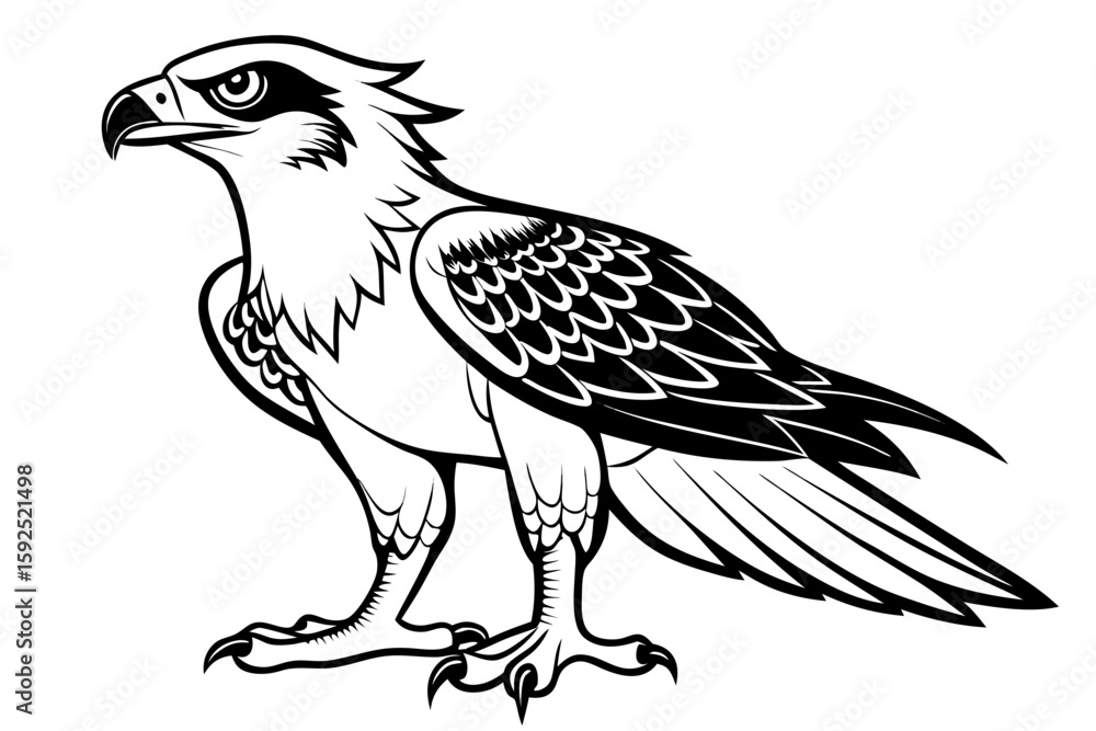 Fototapeta premium coloring page line art the osprey black vector