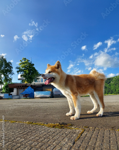 散歩中にちょっとひと休み、秋田犬