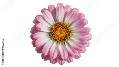 Daisy Bloom: A pristine daisy flower presents its radiant, vibrant petals in captivating detail. Evoking a sense of freshness and natural beauty.