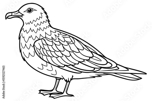 coloring page line art the skua black vector