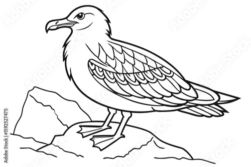 coloring page line art the skua black vector