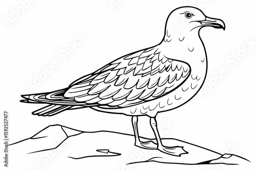 coloring page line art the skua black vector