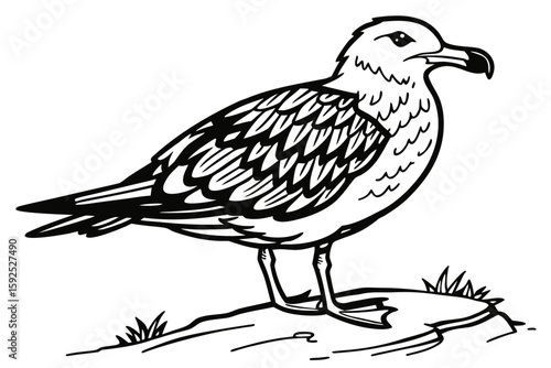 coloring page line art the skua black vector