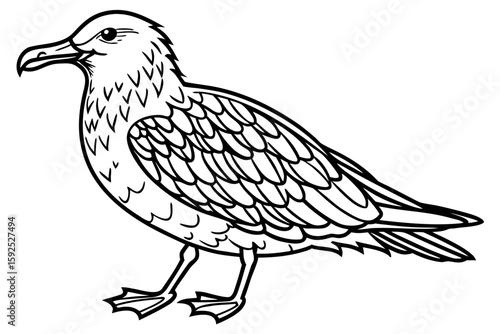 coloring page line art the skua black vector