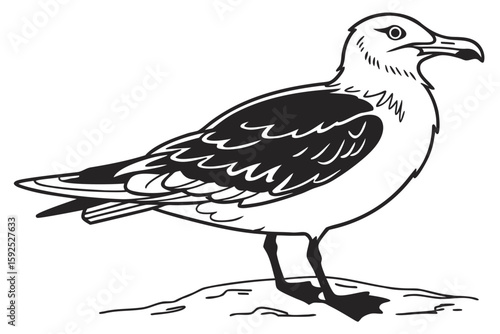 coloring page line art the skua black vector
