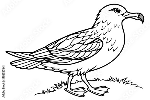 coloring page line art the skua black vector