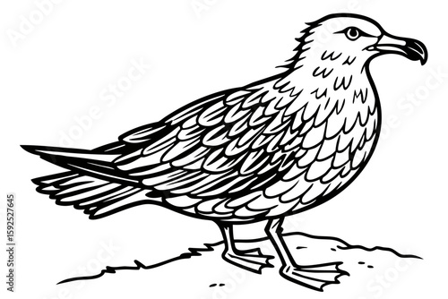 coloring page line art the skua black vector