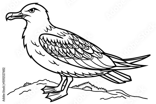 coloring page line art the skua black vector