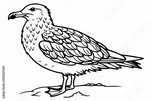coloring page line art the skua black vector