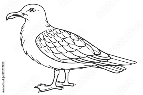 coloring page line art the skua black vector