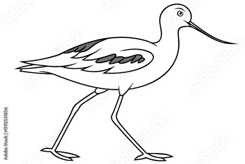 coloring page line art the avocet black vector
