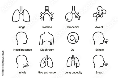 Respiratory system icons featuring lungs, trachea, diaphragm, and breathing