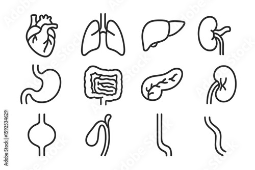 Outline of human internal organs: heart, lungs, liver, kidneys, stomach, intestines