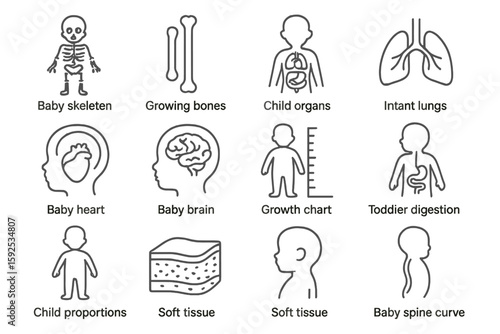 Pediatric anatomy diagrams: skeleton, brain, organs, heart, lungs