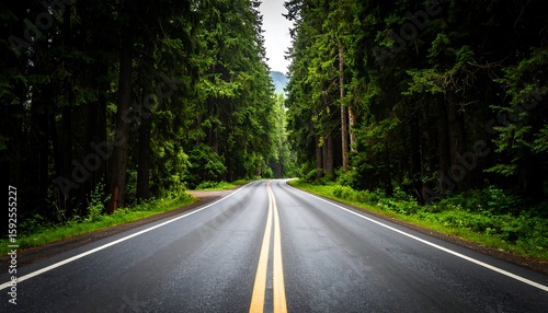 Road through a lush forest