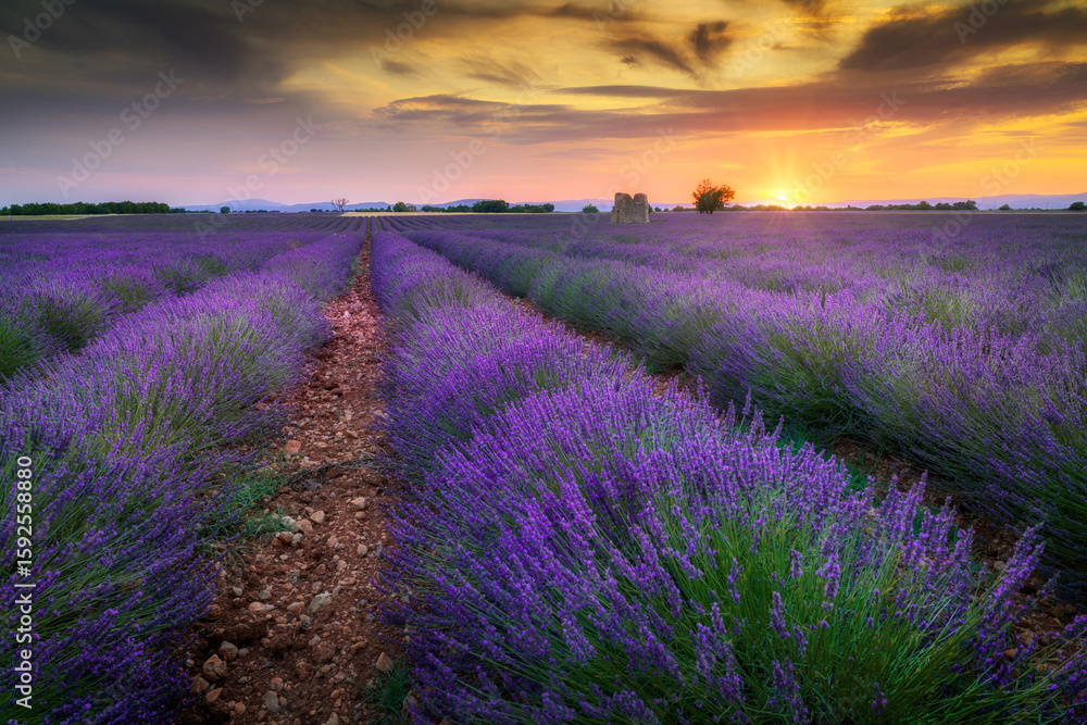Obraz premium Beautiful landscape of lavender filed in Provence - France