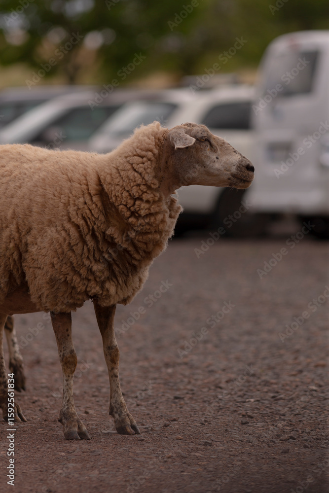 Obraz premium A fluffy sheep is standing in a large parking lot, surrounded by various cars that are parked in the background, creating quite the scene