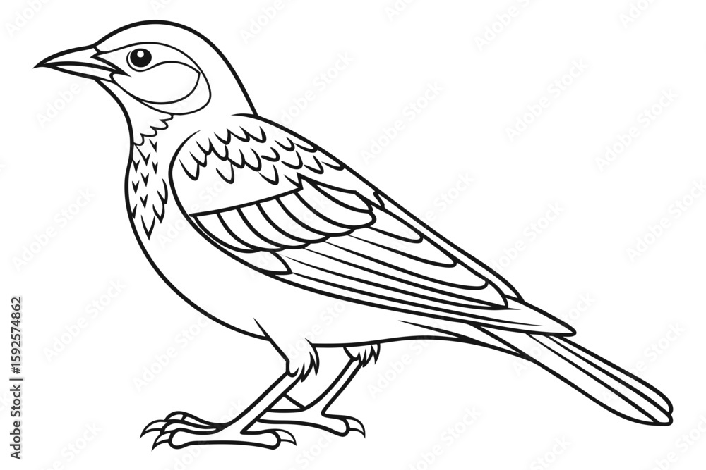 Obraz premium coloring page line art the lark bird black vector