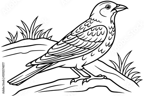 coloring page line art the lark bird black vector