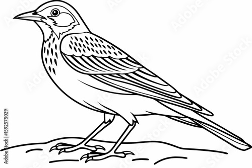 coloring page line art the lark bird black vector