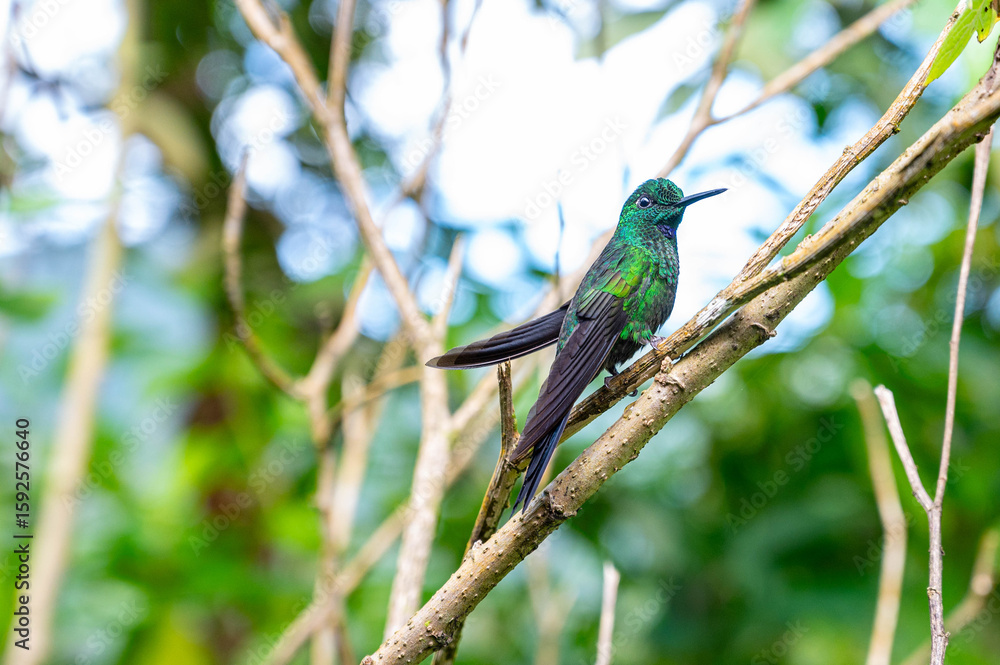 Fototapeta premium Kolibri Costa Rica