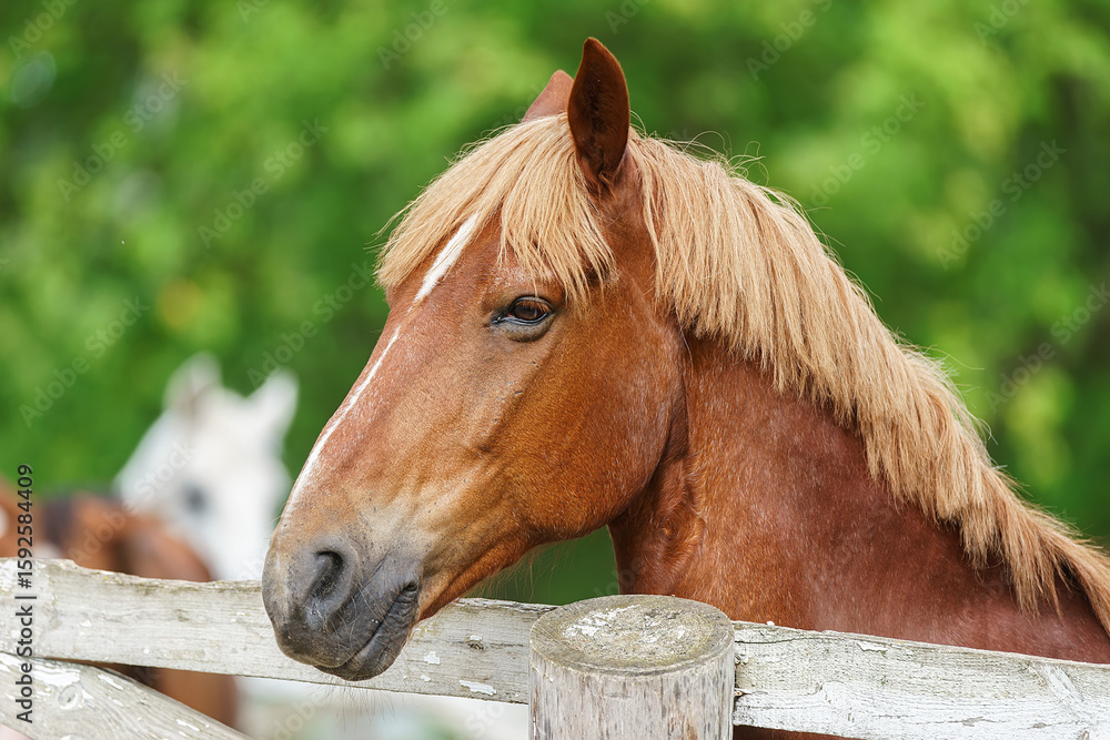 Obraz premium A horse in nature. Portrait of a horse, brown horse.