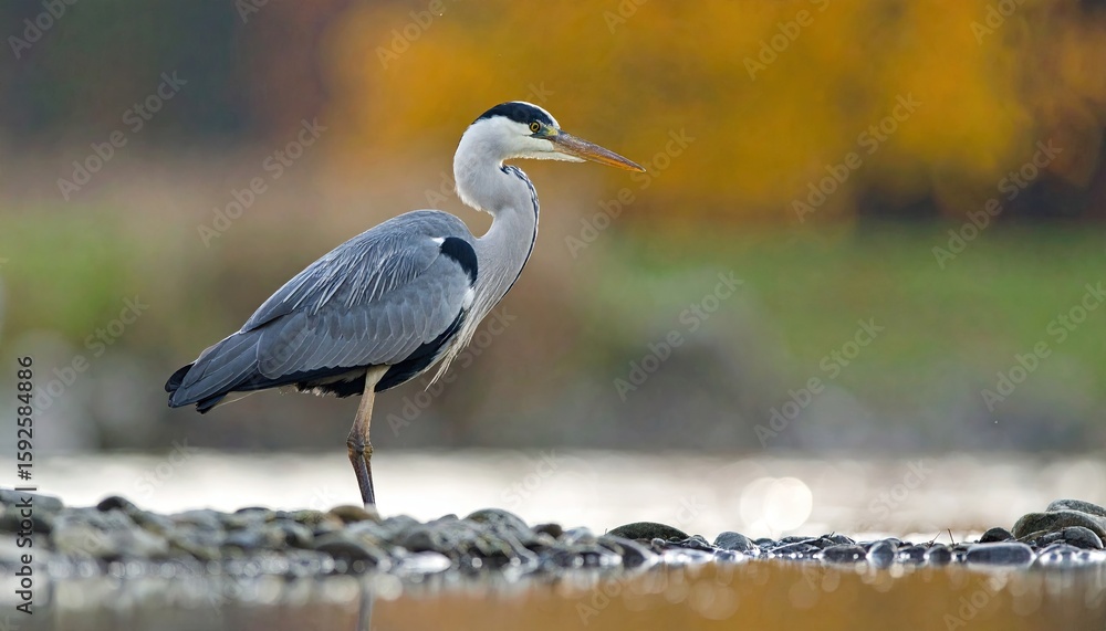Naklejka premium Grey heron wading in shallows