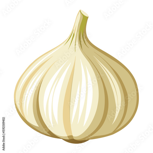 Fresh garlic bulb, peeled and pungent, resting on a clean white background.