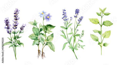 Fototapeta Naklejka Na Ścianę i Meble -  Detailed watercolor collection of medicinal herbs: lavender, chamomile, mint, echinacea, and rosemary. Each plant isolated on transparent background with root details and labels in vintage typography.
