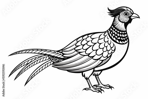 coloring page line art the pheasant black vector