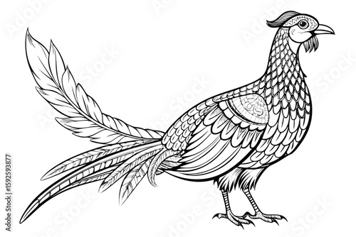 coloring page line art the pheasant black vector