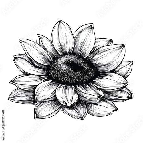 Sunflower seeds sketch illustration