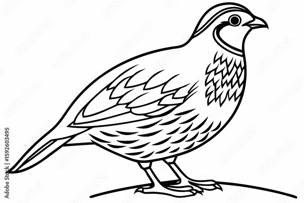 Fototapeta premium coloring page line art the quail black vector