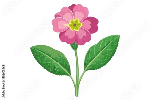 Watercolor Painting Of A Flowering Primrose  illustration on white background