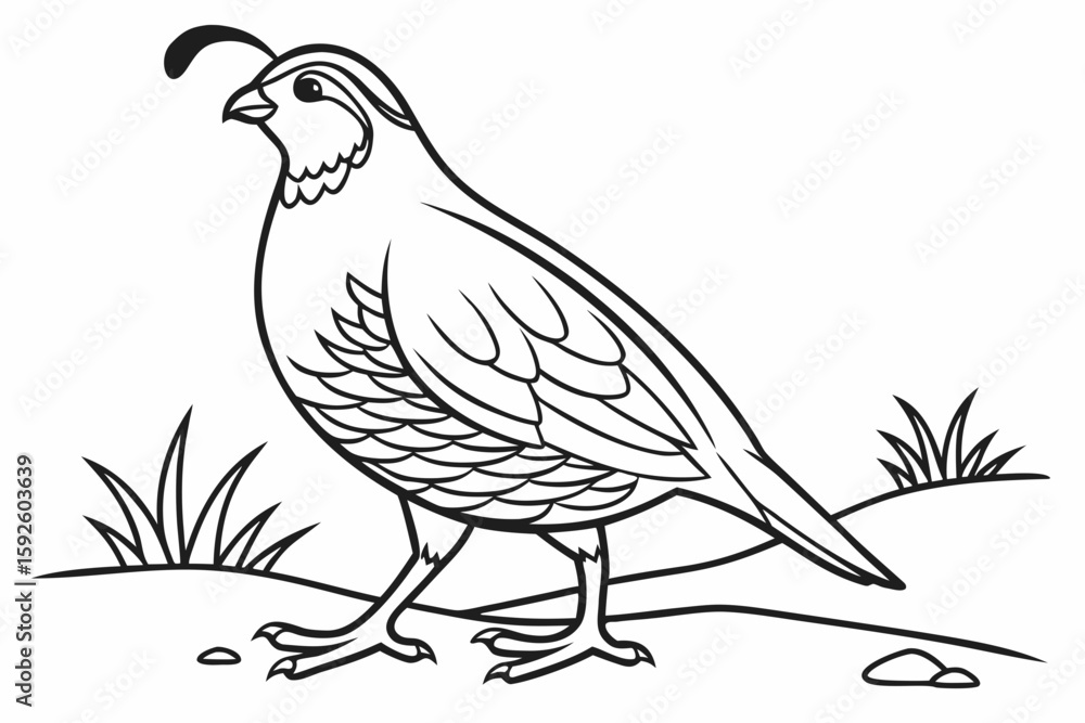 Fototapeta premium coloring page line art the quail black vector